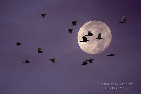 Harvest Moon Composite