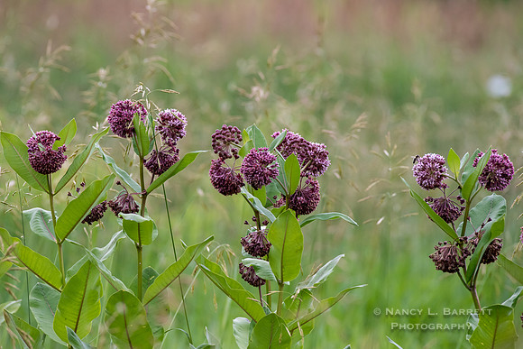 Milkweed Flowers