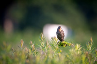 Red-winged Blackbirds at Bafflin Sanctuary