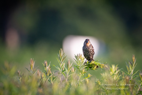 Red-winged Blackbirds at Bafflin Sanctuary