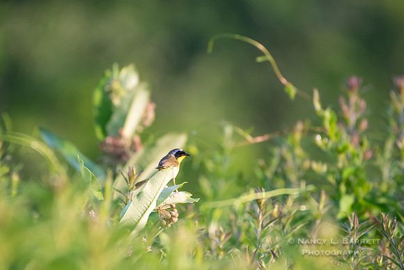Common Yellow-throat at Bafflin Sanctuary
