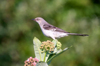 Northern Mockingbird on Milkweed