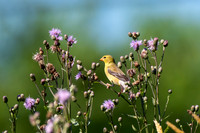 American Goldfinch on Knapweed Flowers