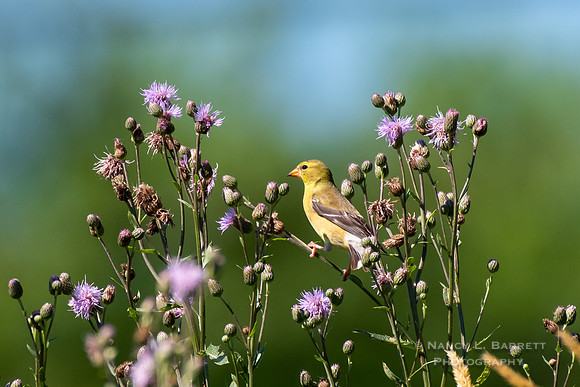 American Goldfinch on Knapweed Flowers