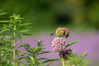 Bee on Milkweed Flowers