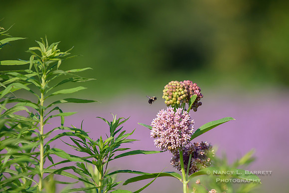 Bee on Milkweed Flowers