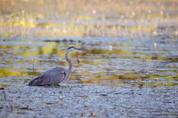 Great Blue Heron at Middle Reservoir 1