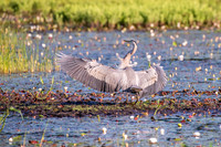 Great Blue Heron at Middle Reservoir 2