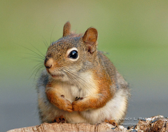 Red Squirrel