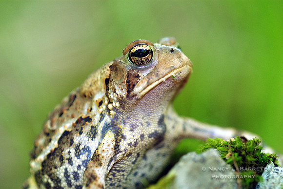 Toad