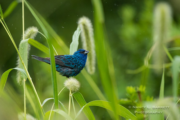 Indigo Bunting on Foxtail Grass