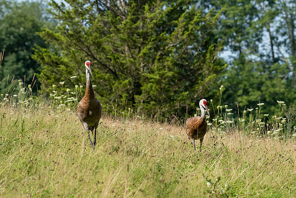 Sandhill Cranes 10