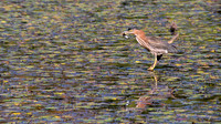 Green Heron at Wyndham Land Trust Pomfret