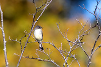 Bird Walk 101519-17