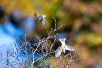 CT Audubon Bird Walk Oct 15 2019