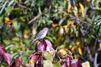 Bird Walk 101519-18