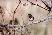 Bird Walk 101519-29