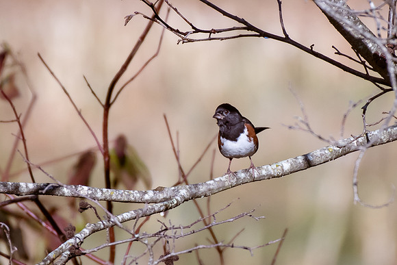 Bird Walk 101519-29