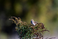 Bird Walk 101519-35