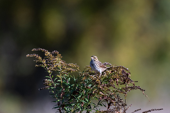 Bird Walk 101519-35