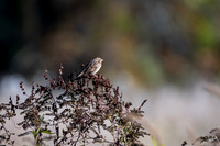 Bird Walk 101519-39
