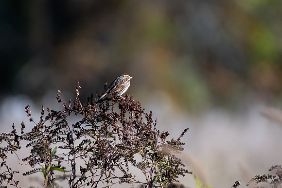 Bird Walk 101519-39