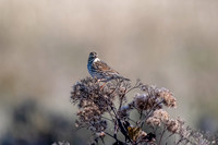Bird Walk 101519-45