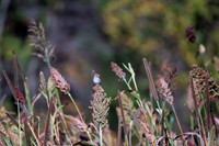 Bird Walk 101519-60