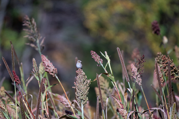Bird Walk 101519-60