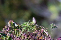 Bird Walk 101519-64
