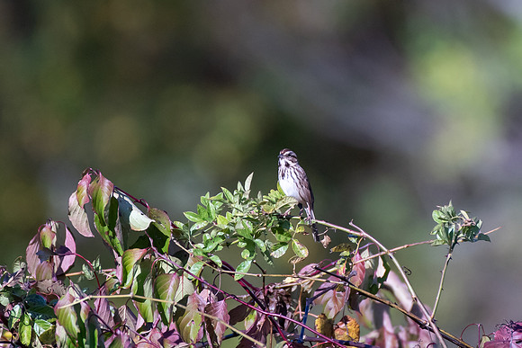 Bird Walk 101519-64