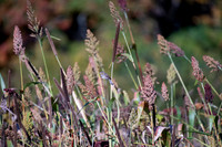 Bird Walk 101519-67