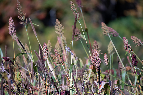 Bird Walk 101519-67