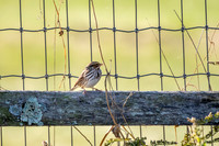 Bird Walk 101519-68