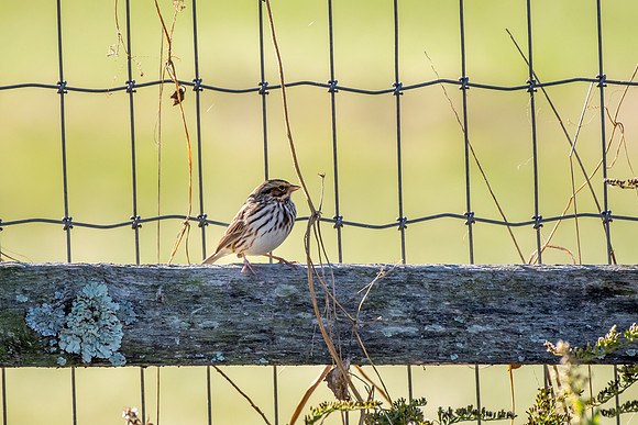 Bird Walk 101519-68