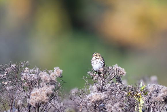 Bird Walk 101519-69