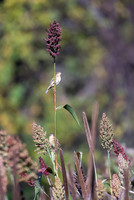 Bird Walk 101519-59