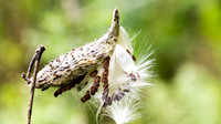 Milkweed Pod