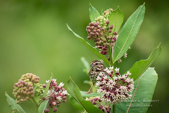 Song Sparrow on Milkweed