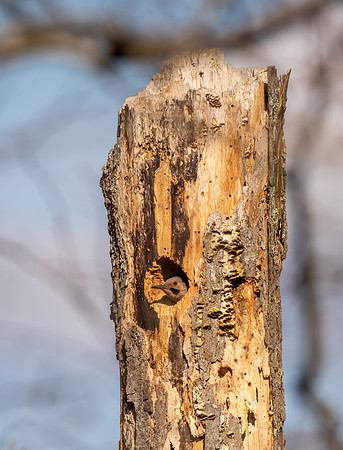Northern Flicker-32