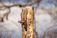 Northern Flicker-45