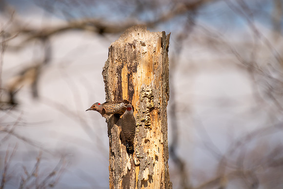 Northern Flicker-45