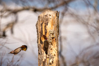 Northern Flicker-46