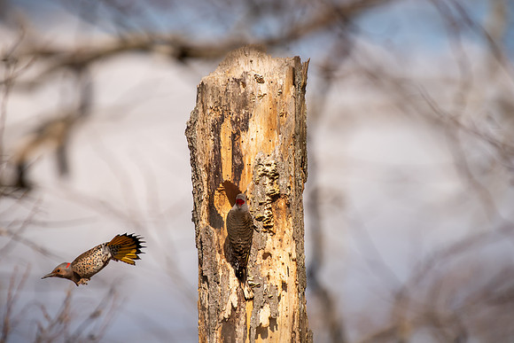 Northern Flicker-46