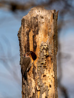 Northern Flickers April 2020