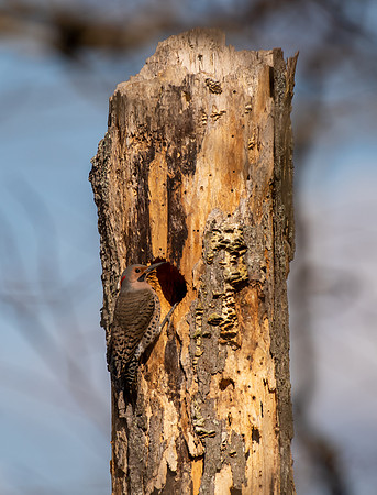 Northern Flicker-27