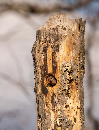 Northern Flicker-52