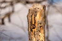 Northern Flicker-60