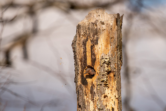 Northern Flicker-60
