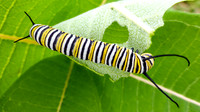 Monarch Butterfly Caterpillar at Wyndham Land Trust Pomfret